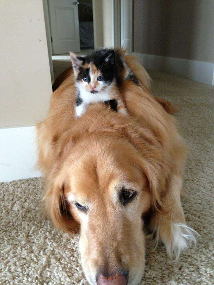 Cat and sale dog cuddling