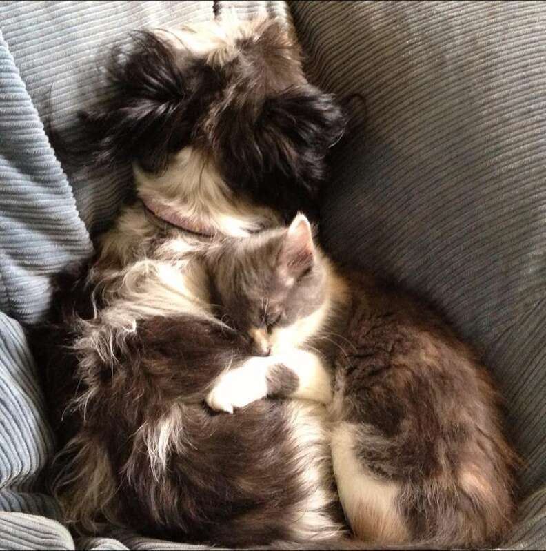 21 Cats Who Want To Cuddle Their Dogs And Won't Take No For An Answer ...