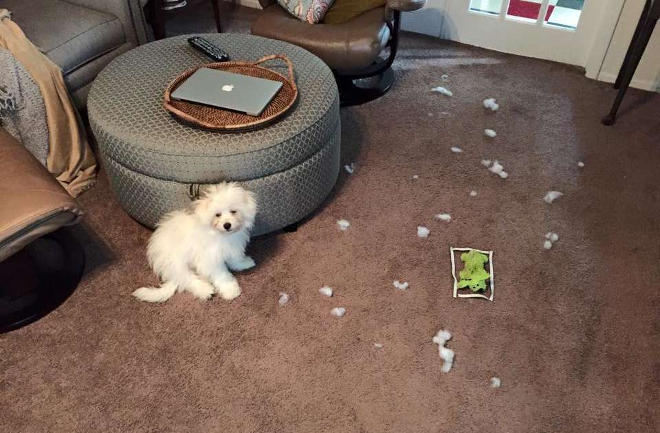 14 Dogs Who Didn't MEAN To Destroy Their Stuffed Animals - The Dodo