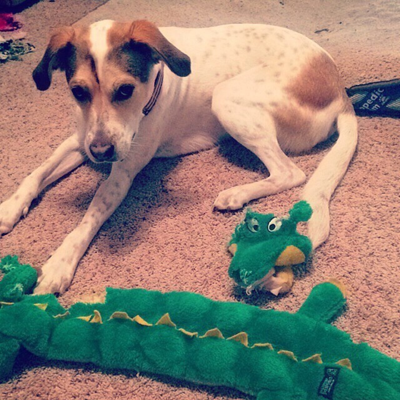 14 Dogs Who Didn't MEAN To Destroy Their Stuffed Animals The Dodo