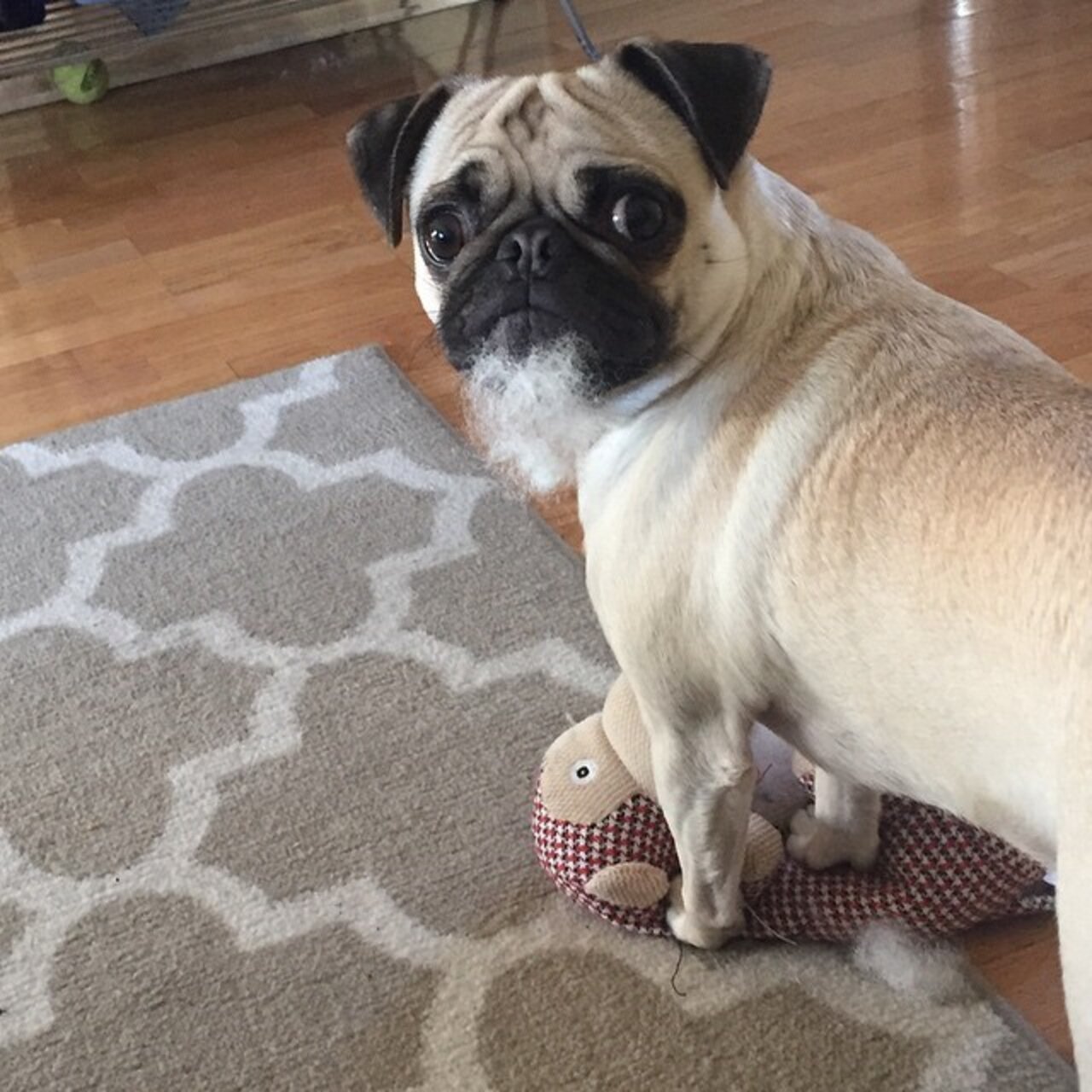 14 Dogs Who Didn't MEAN To Destroy Their Stuffed Animals The Dodo
