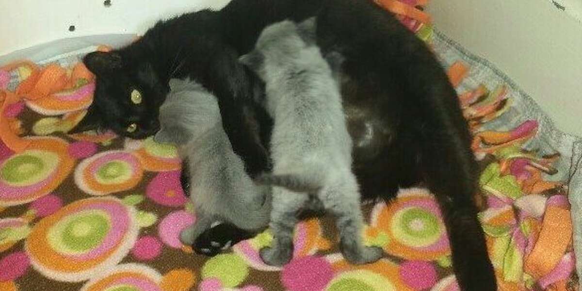 Whoever Abandoned These Tiny Kittens Is An Idiot - The Dodo