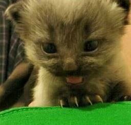 Whoever Abandoned These Tiny Kittens Is An Idiot - The Dodo