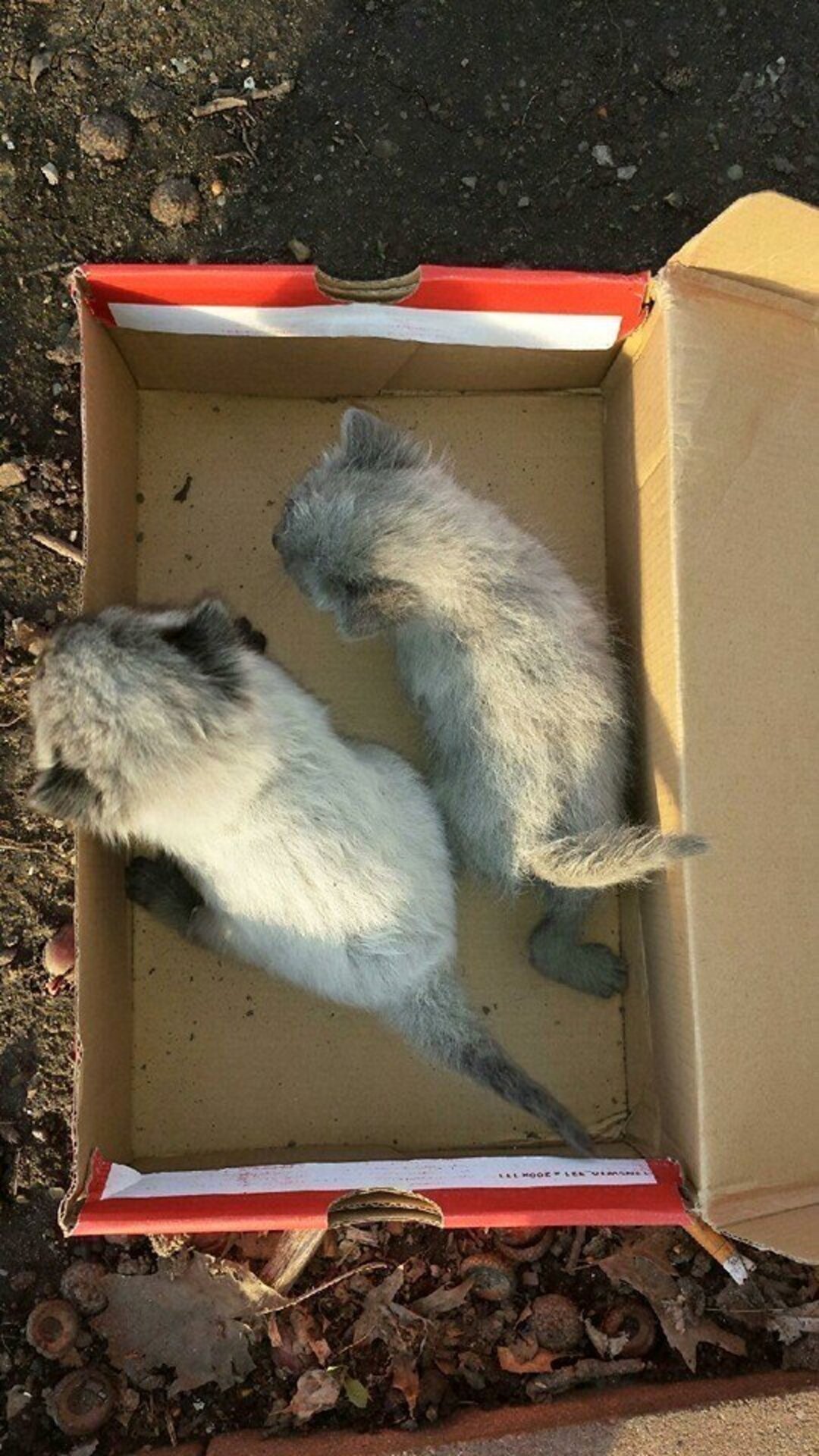 Whoever Abandoned These Tiny Kittens Is An Idiot - The Dodo