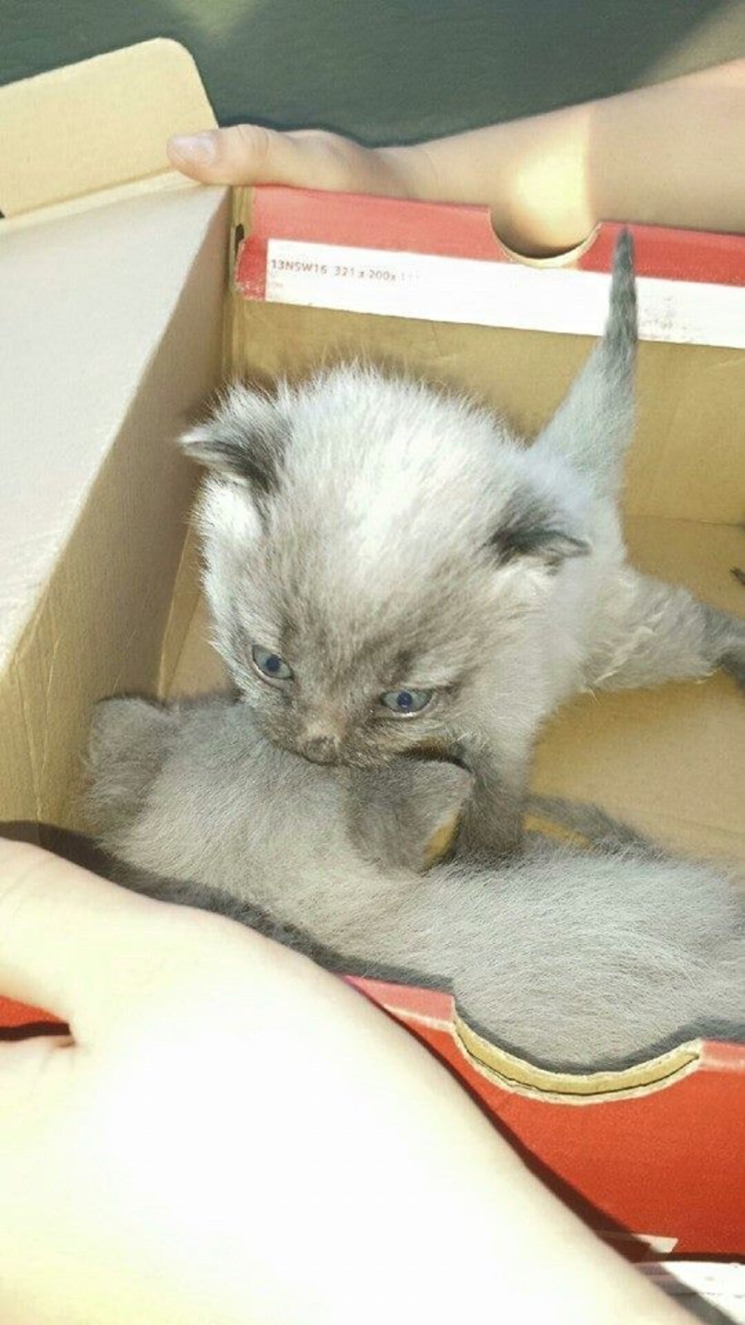 Whoever Abandoned These Tiny Kittens Is An Idiot - The Dodo