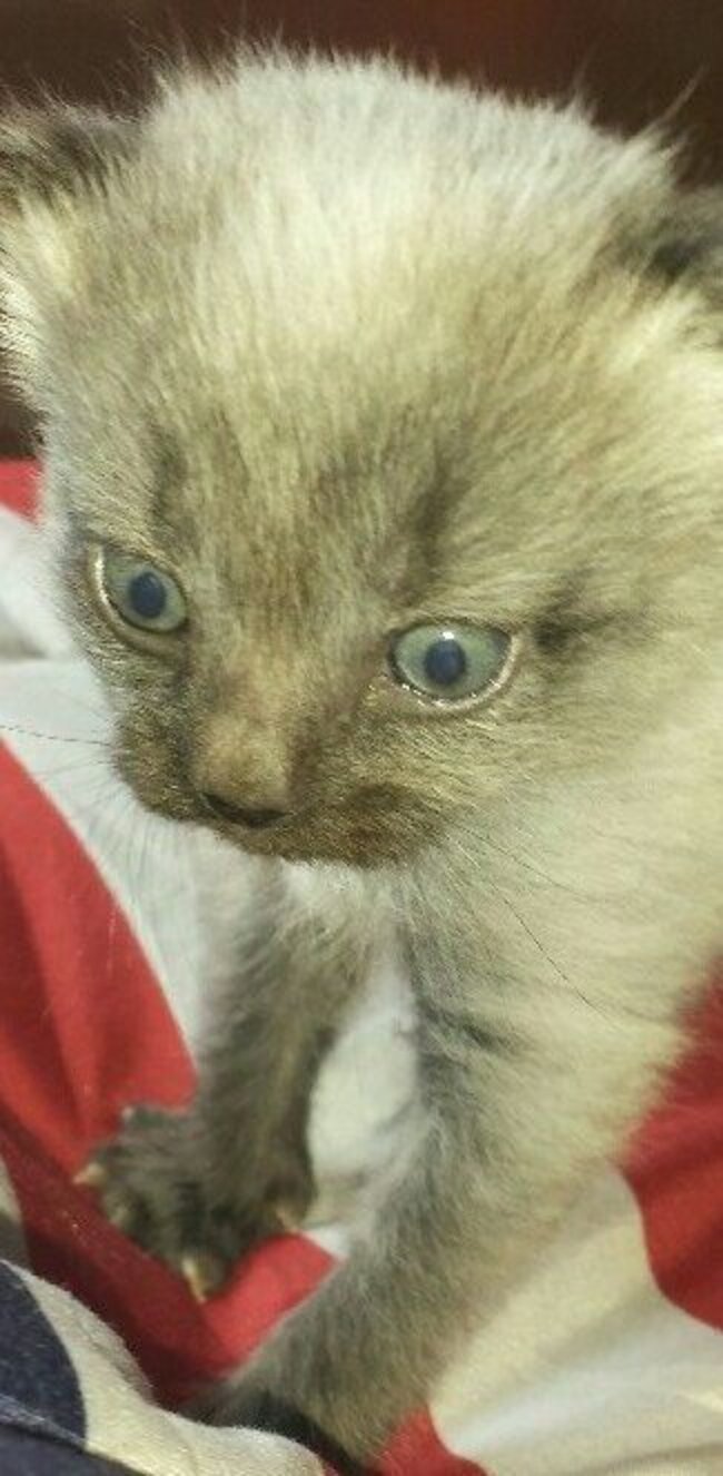 Whoever Abandoned These Tiny Kittens Is An Idiot - The Dodo