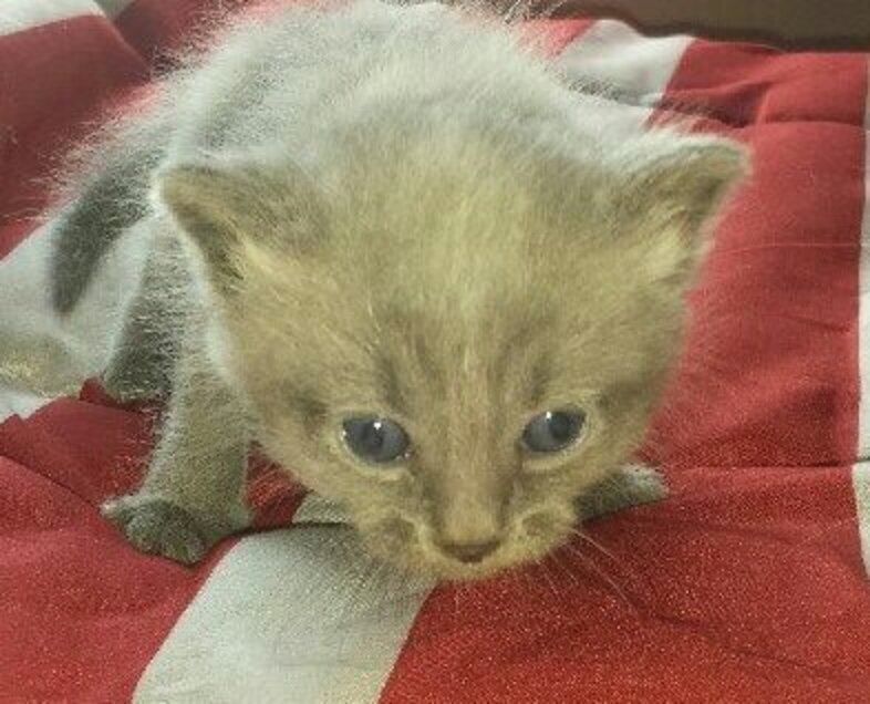 Whoever Abandoned These Tiny Kittens Is An Idiot - The Dodo