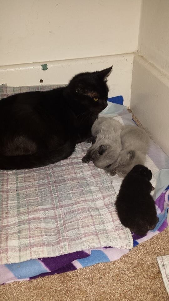 Whoever Abandoned These Tiny Kittens Is An Idiot - The Dodo