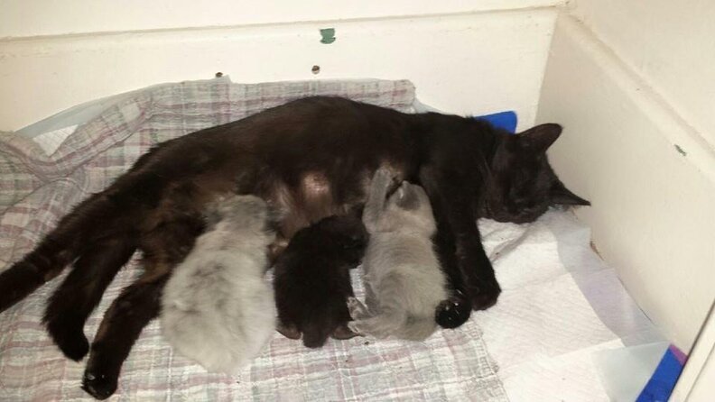 Whoever Abandoned These Tiny Kittens Is An Idiot - The Dodo