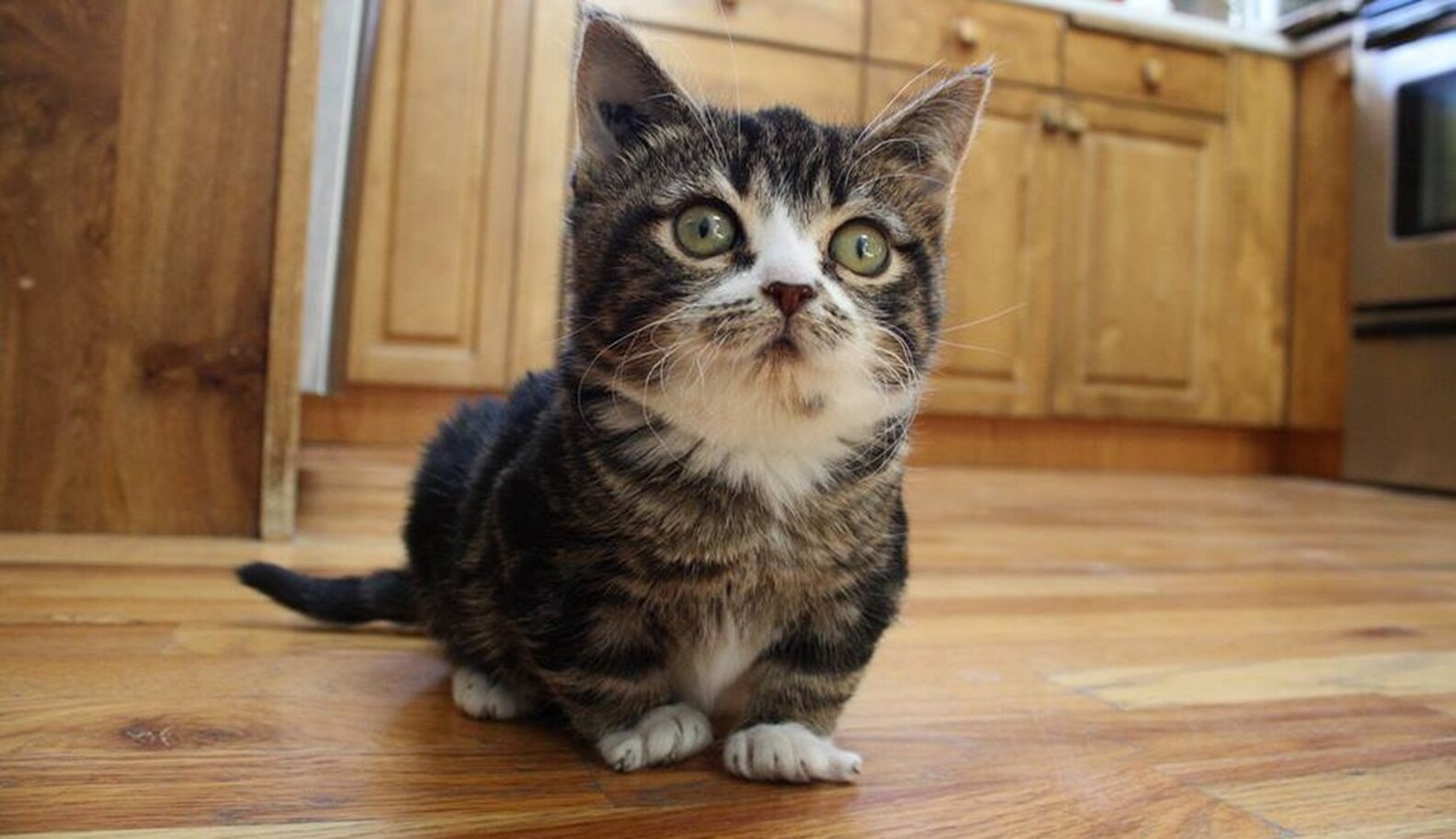 Little Kitten With Dwarfism Has A Sister Just Like Him The Dodo