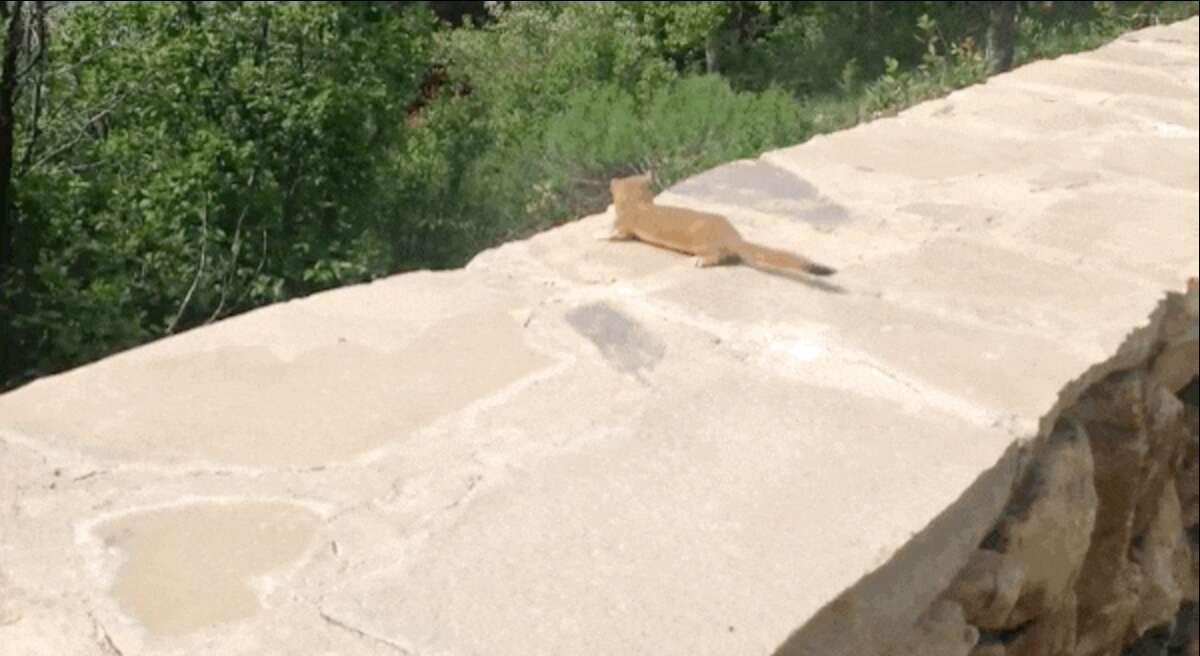 Mama Weasel Won't Let Teeny Baby Fall Behind - The Dodo