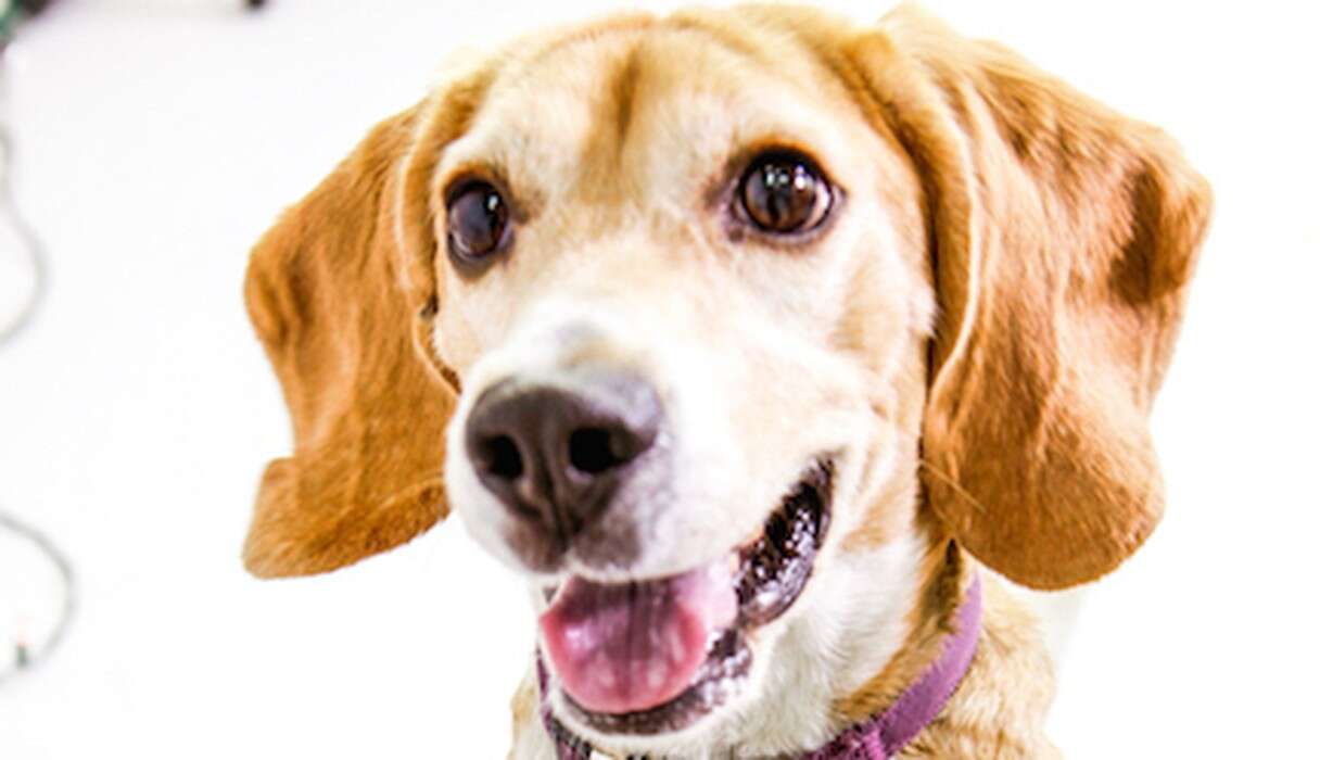 BEAGLE FREEDOM PROJECT WINS PRESTIGOUS “LUSH PRIZE” FOR PUBLIC