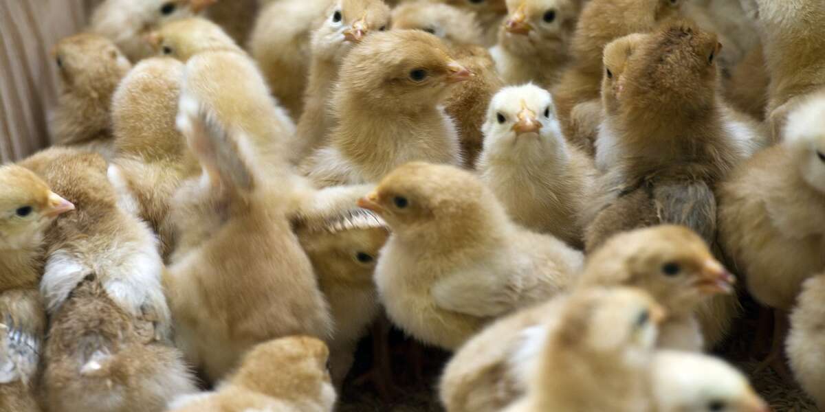 Bird Flu Is Getting Worse Because Of Meat We're Eating The Dodo