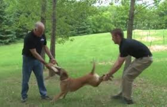Yes, There Is A Smart Way To Break Up A Dog Fight - The Dodo