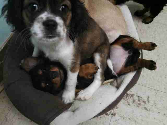 Yes There Is A Smart Way To Break Up A Dog Fight The Dodo