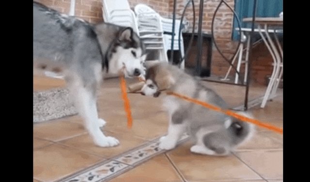 husky tug of war