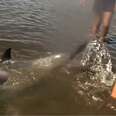 Teenagers Find Stranded Dolphin And Stop Everything To Help Him