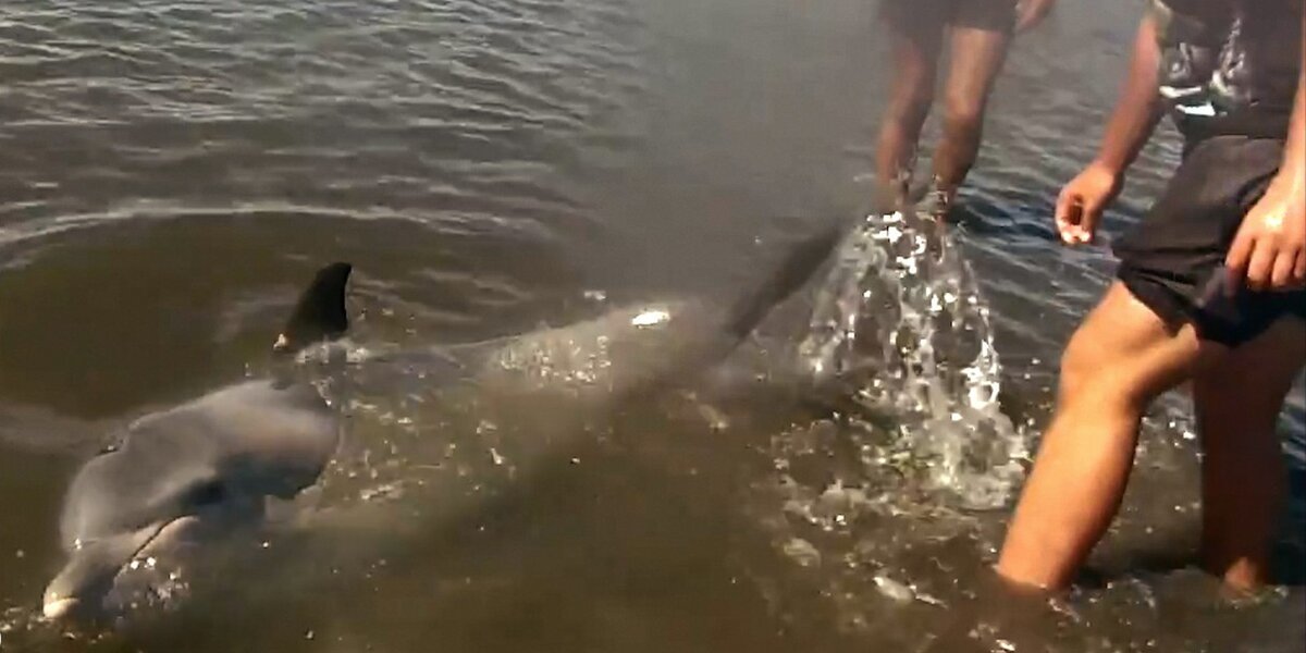 Teenagers Find Stranded Dolphin And Stop Everything To Help Him - The Dodo