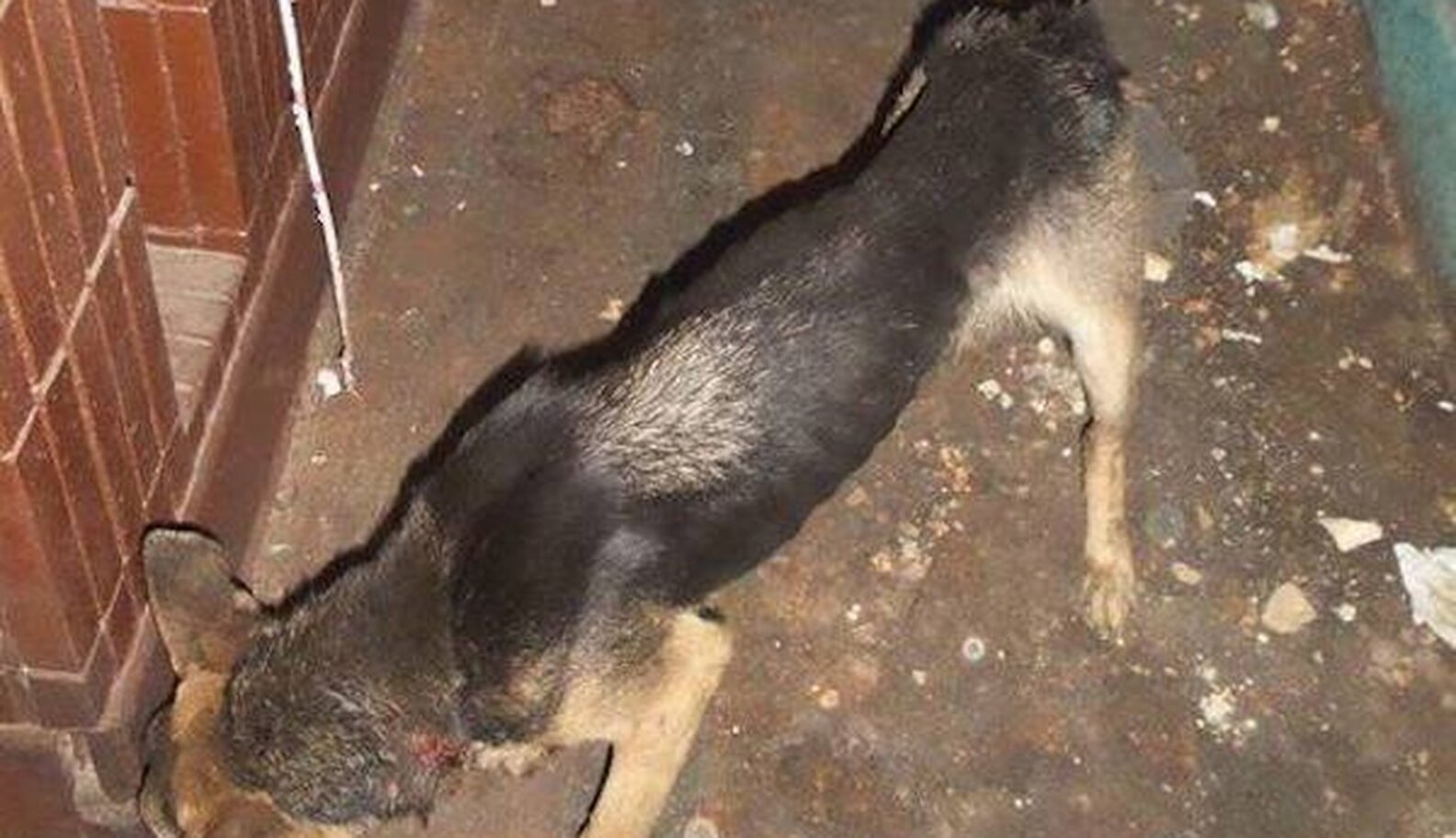 Image showcasing Dog Chained On Balcony Tries To Free Herself ... By Jumping - The Dodo