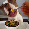 Foodie Dog Eats Like A King