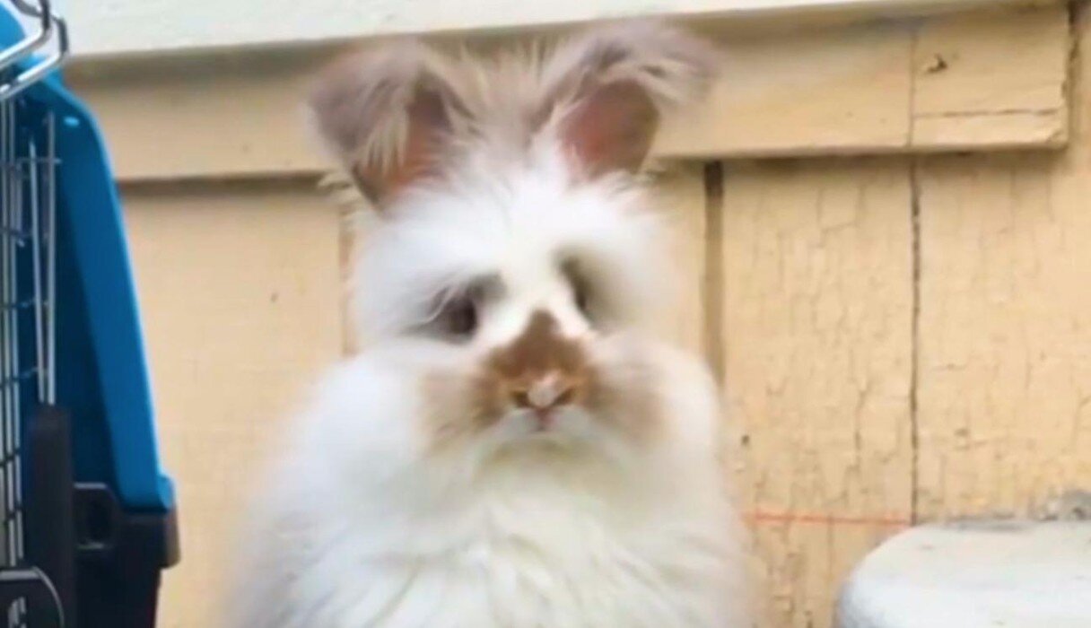 Fabulous Rabbit - The Dodo