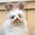 Fabulous Rabbit - The Dodo