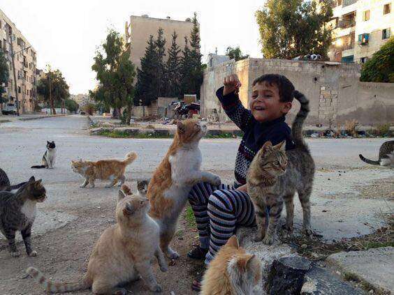 Aleppo, Syria cat sanctuary before bombing