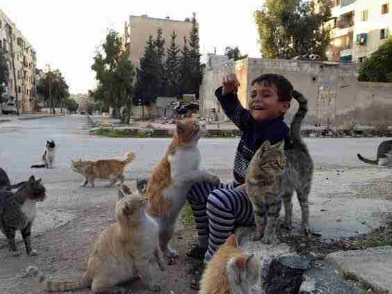 Aleppo Cat Sanctuary Reopens After Being Bombed In War - The Dodo Aleppo Cat Sanctuary Reopens After Being Bombed In War - The Dodo