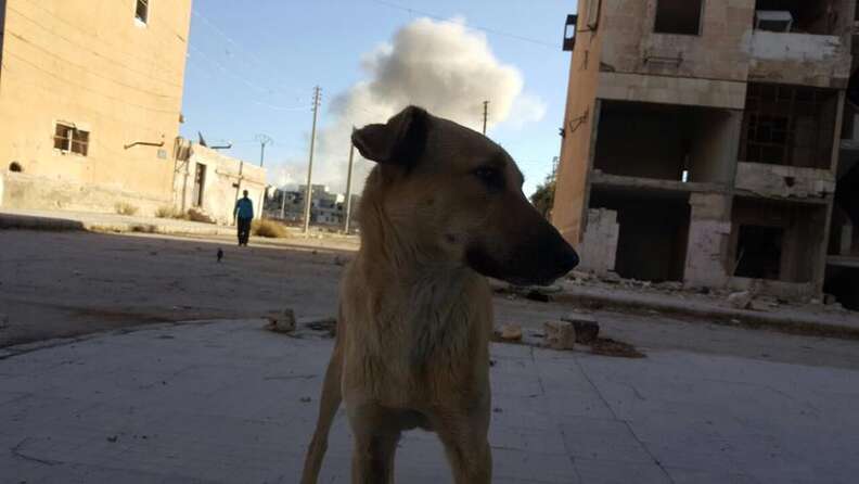 Dog in Aleppo with bomb smoke in distance