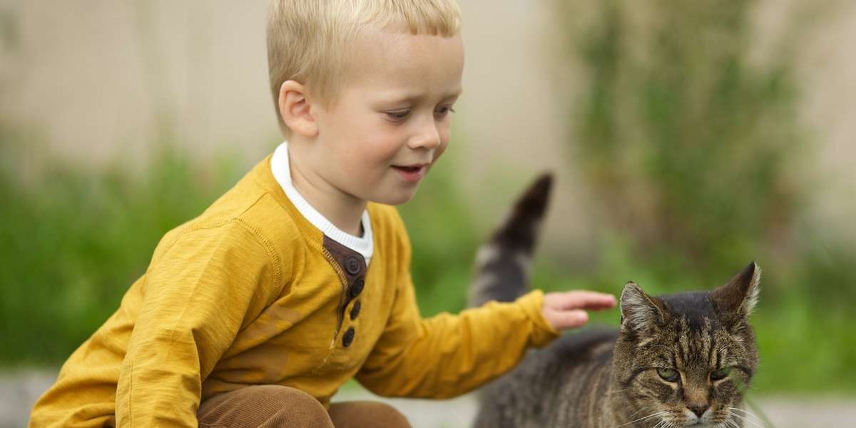 Watch A Hero Cat Save A Little Boy From Dog Attack - The Dodo