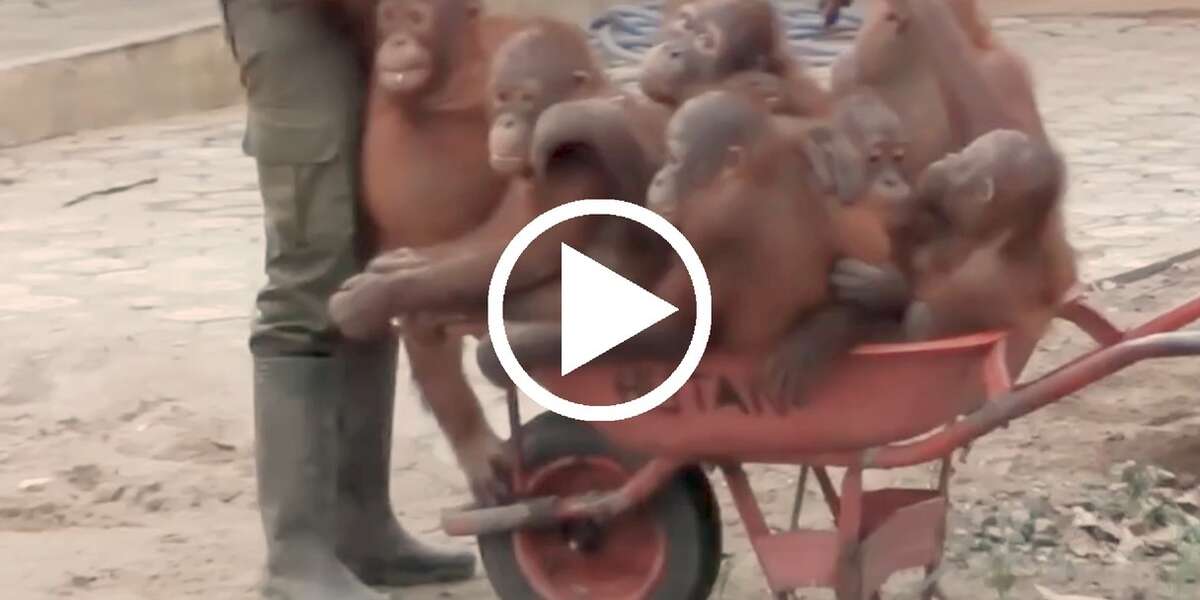 Orphan Orangutans Off To Baby School - The Dodo