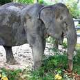 Blind Senior Elephant Is So Happy That She Was Finally Rescued