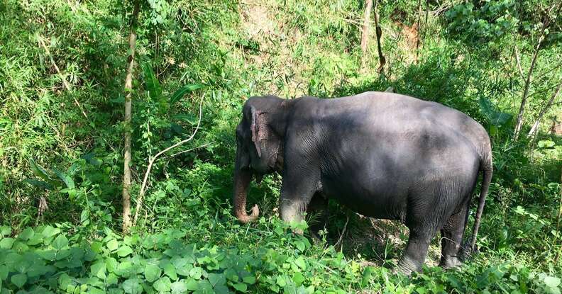 Blind Senior Elephant Is So Happy That She Was Finally Rescued - The Dodo