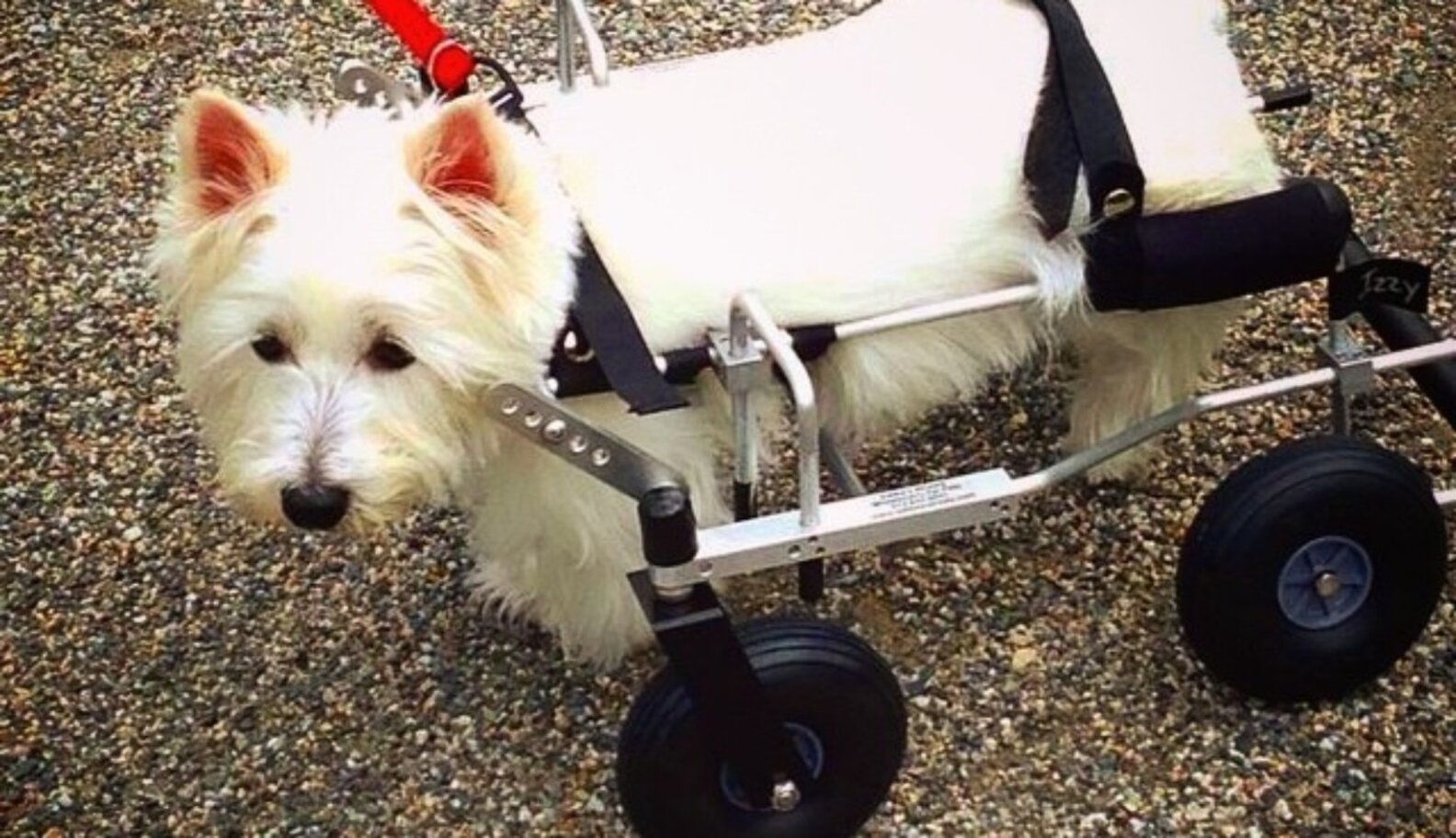A Celebration Of Bipedal Dogs, Who Are Acing Life With Wheels - The Dodo