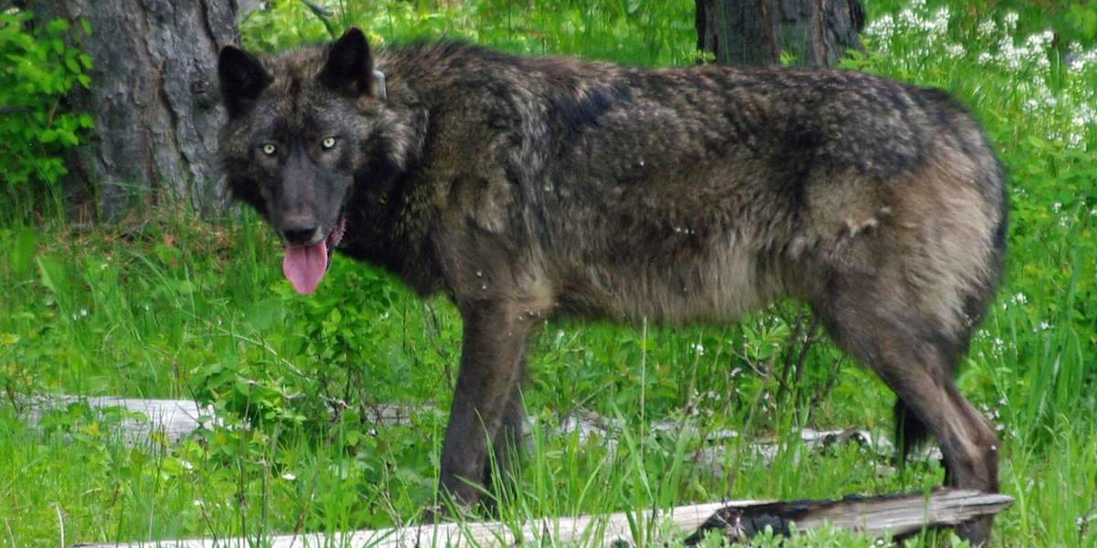 ‘Recovery’ Of Gray Wolves Ignores Reality - The Dodo