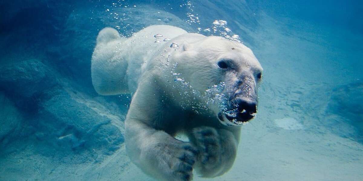 Polar Bear Steals Fish Right Out Of Fisherman's Net - The Dodo