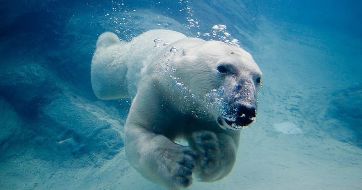 Polar Bear Steals Fish Right Out Of Fisherman’s Net - The Dodo