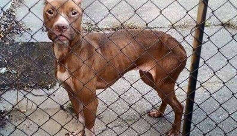 Abused Pit Bull Found With Ears Cut Off Just Got The Best News - The Dodo