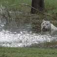 Watch This White Tiger Frolic In A Pond