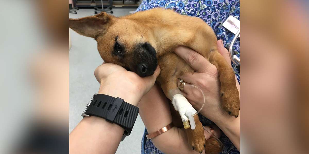 Puppy Who Overdosed On Heroin Makes A Full Recovery The Dodo