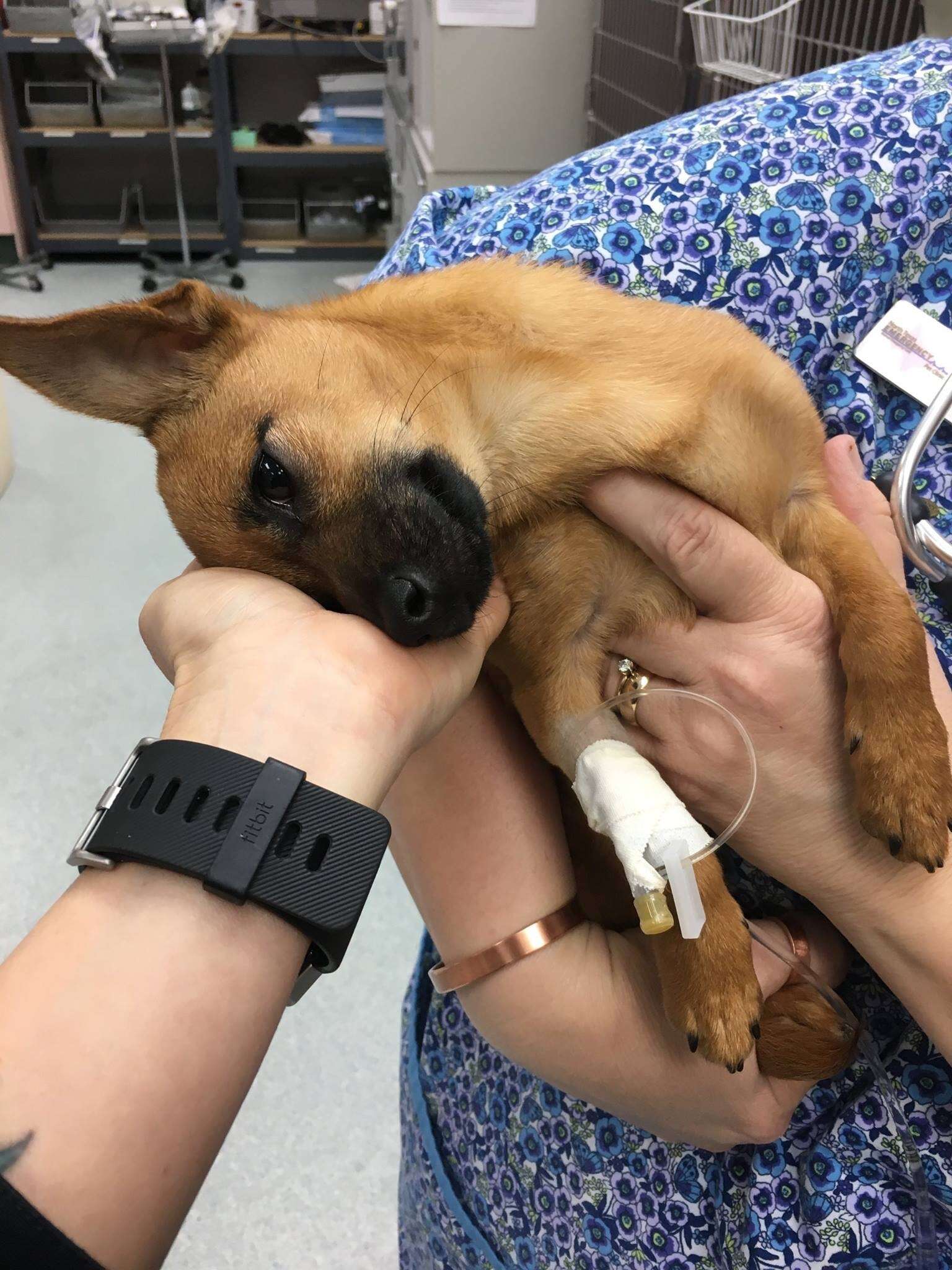 puppy overdoses on heroin