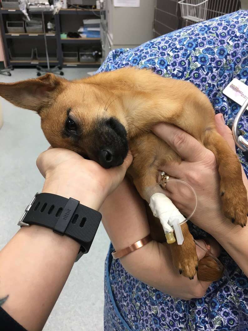 puppy overdoses on heroin