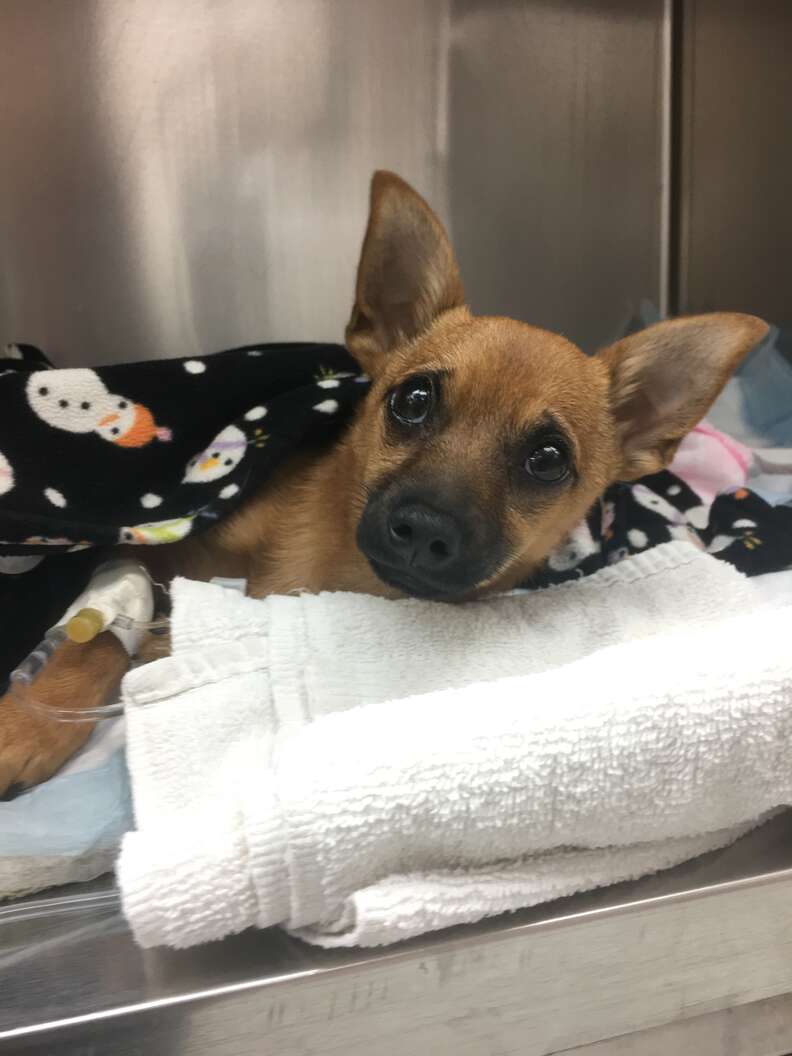 puppy overdoses on heroin