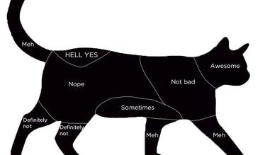 This Is Where Your Cat Wants To Be Pet End Of Story The Dodo