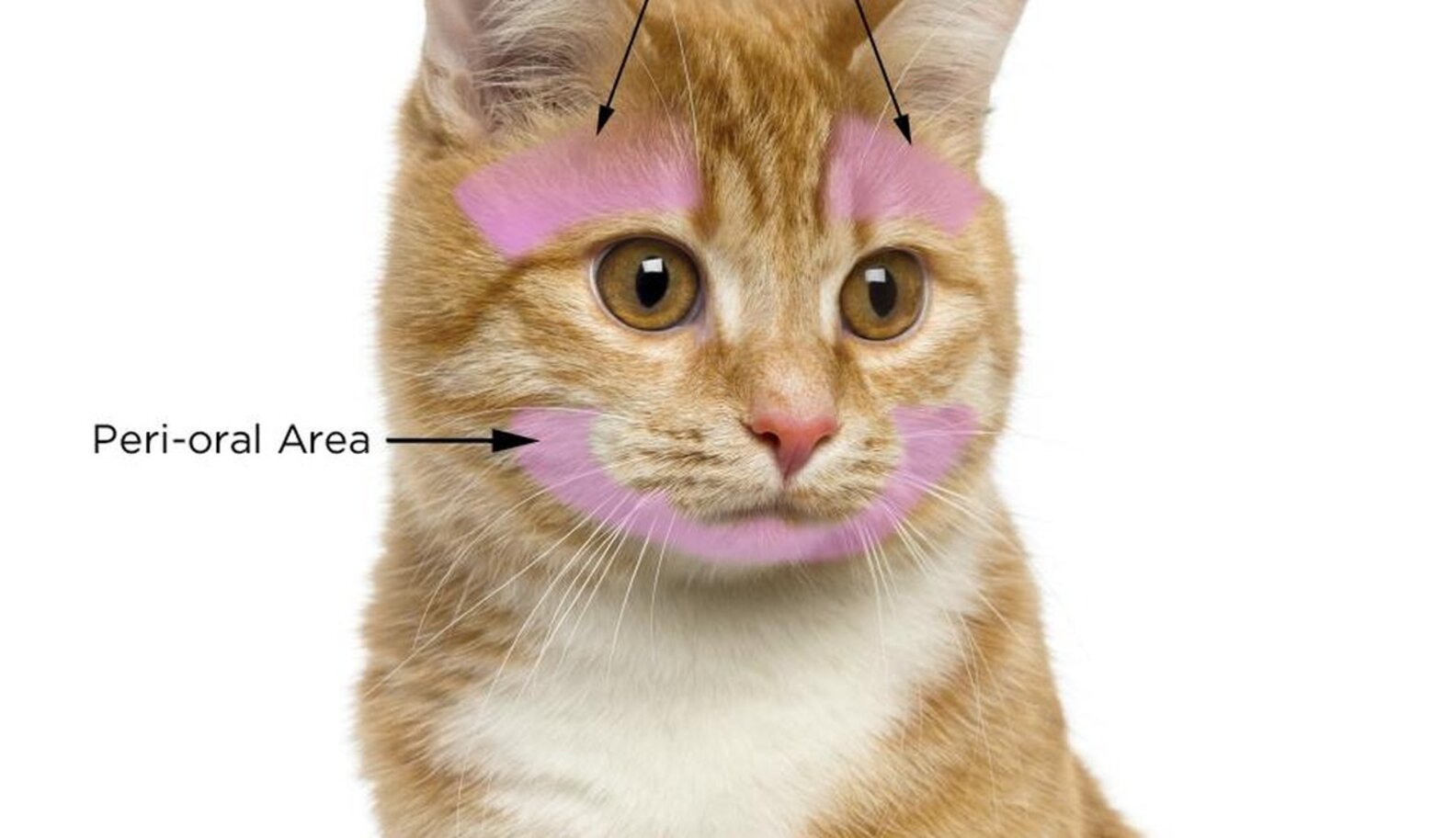 This Is Where Your Cat Wants To Be Pet. End Of Story. The Dodo