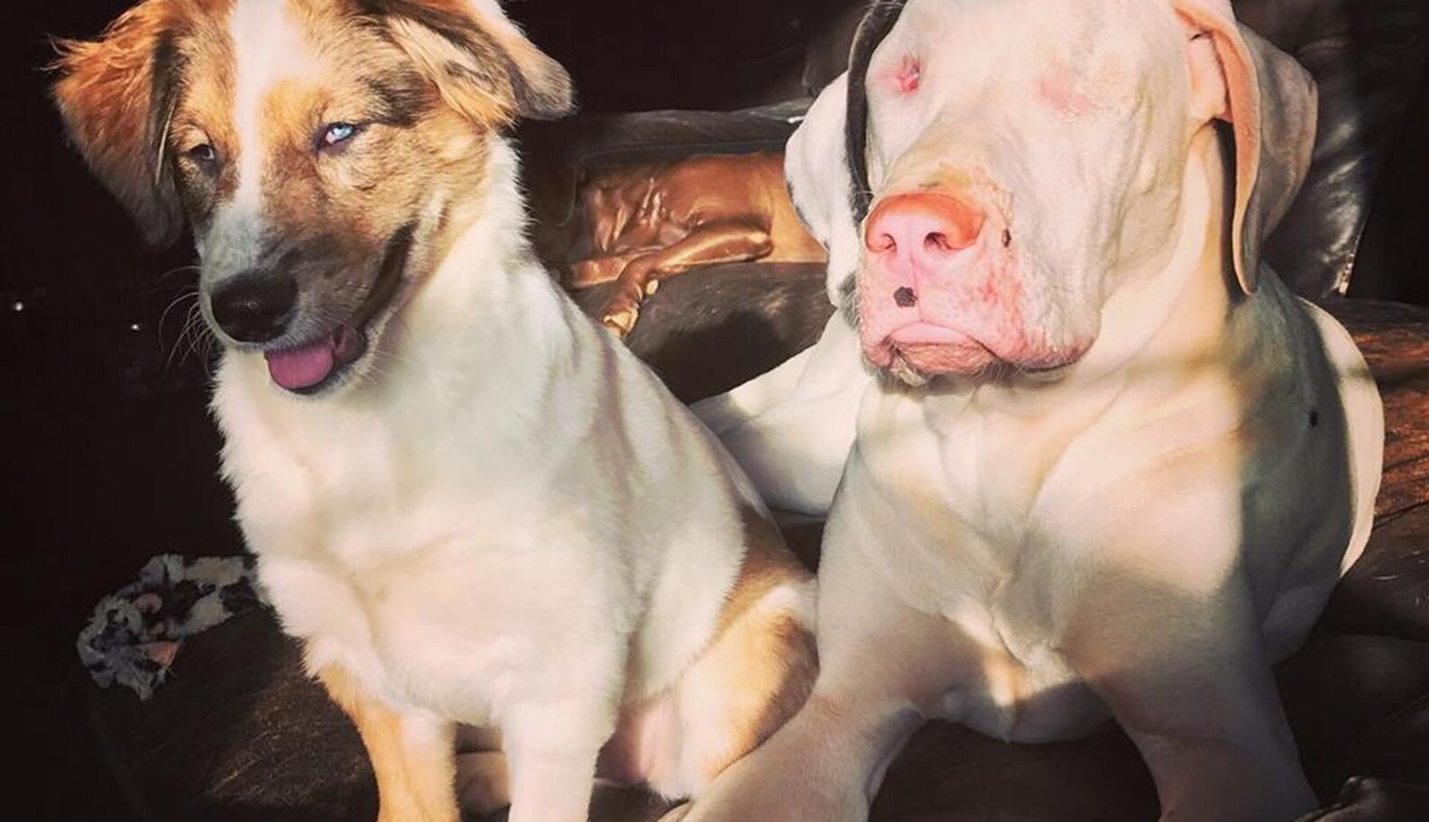 Picture of Blind And Deaf Dog Meets A Friend Who’s Just Like Her - The Dodo