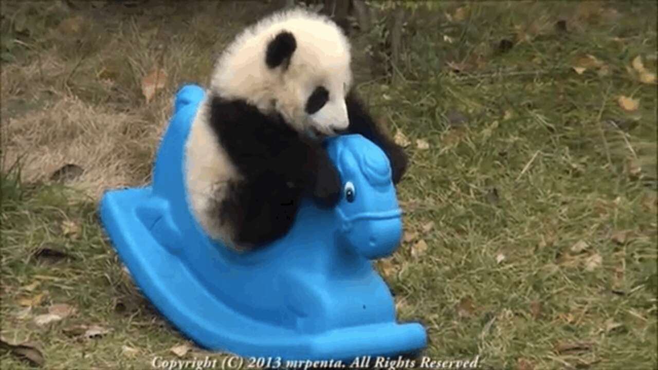 Baby Pandas Overcoming Obstacles To Help You With The Rest Of Hump Day ...