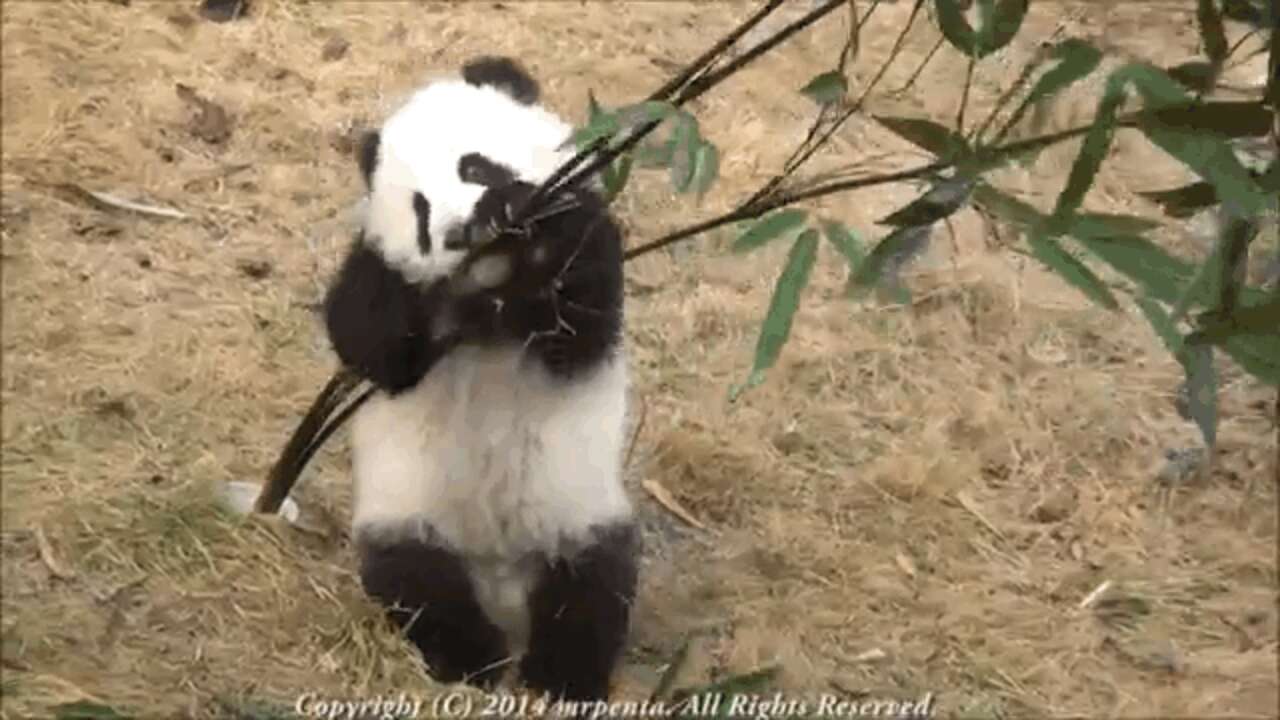 Baby Pandas Overcoming Obstacles To Help You With The Rest Of Hump Day ...