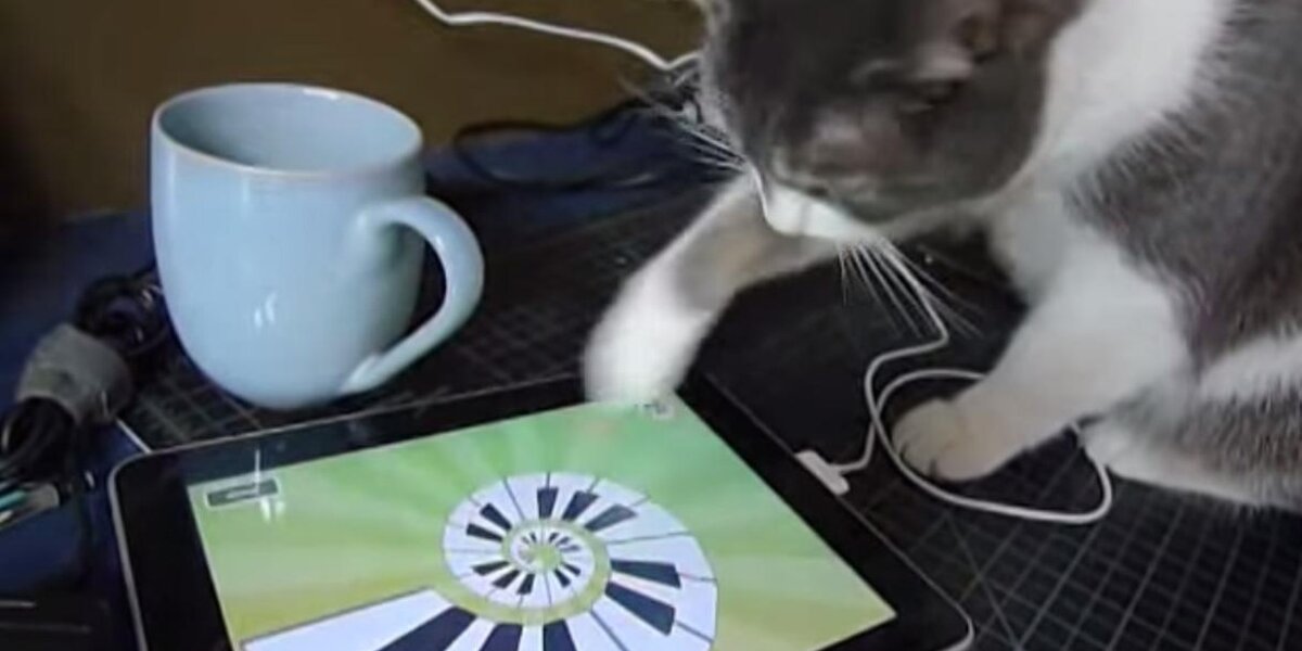 Cat Using Ipad 11 Tech-Savvy Pets Who Are Mastering iPads - The Dodo