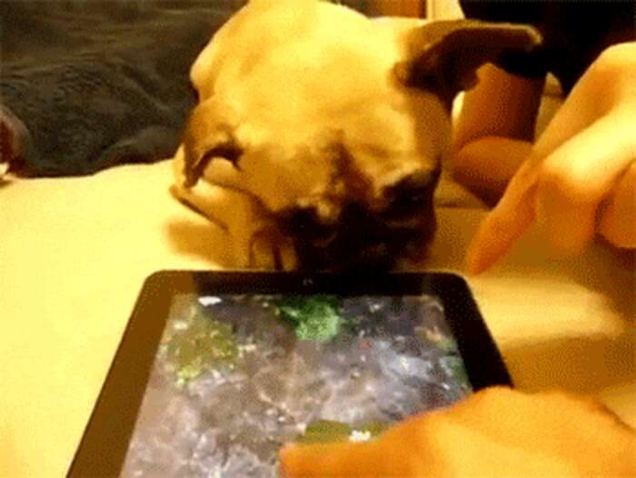 11 Tech-Savvy Pets Who Are Mastering iPads - The Dodo